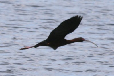 White-faced Ibis (2nd cycle, in flight)