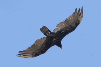 Turkey Vulture (in flight)