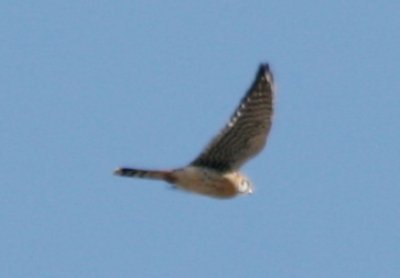 American Kestrel