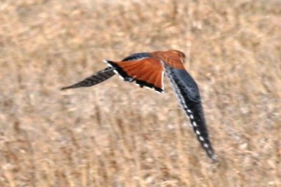 American Kestrel (male, in flight)