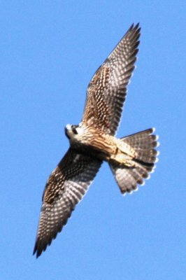 Peregrine Falcon (juv, in flight)