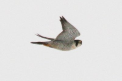 Peregrine Falcon (adult, in flight)