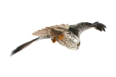 Prairie Falcon (male, in flight)