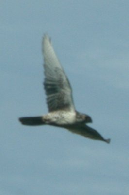 Prairie Falcon (female, in flight)