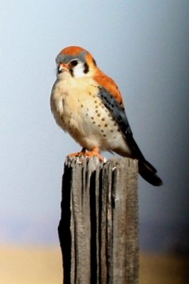 American Kestrel (male)