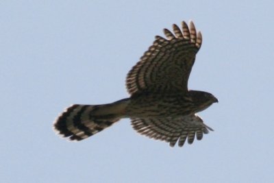 Cooper's Hawk (imm flying)