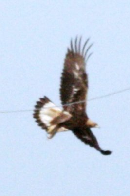 Golden Eagle (immature flying)