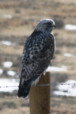 Rough-legged Hawk (adult male)