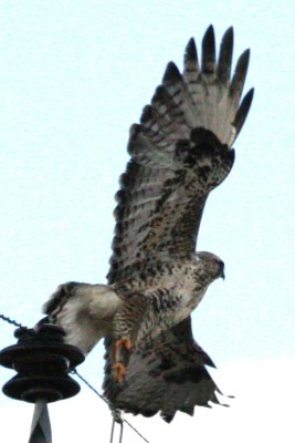 Rough-legged Hawk (adult male flying)