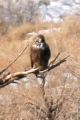 Red-tailed Hawk (adult Harlan's)