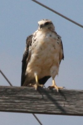 Swainson's Hawk (pale SY)