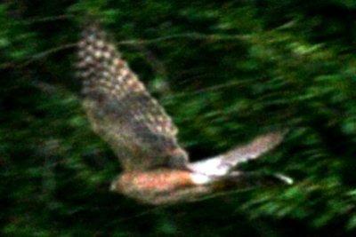 Cooper's Hawk (adult flying)