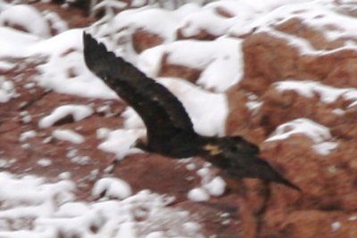 Golden Eagle (subadult flying)