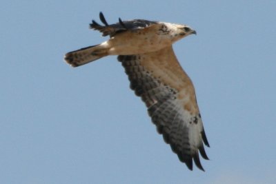 Swainson's Hawk (pale SY flying)