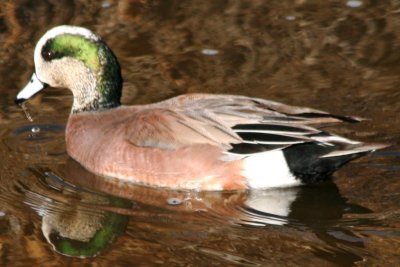 American Wigeon (male)