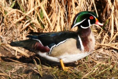 Wood Duck (male)