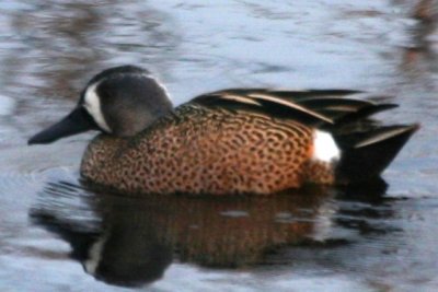 Blue-winged Teal (alternate male)