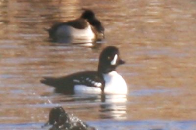 Barrow's Goldeneye (adult male)