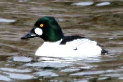 Common Goldeneye (adult male)