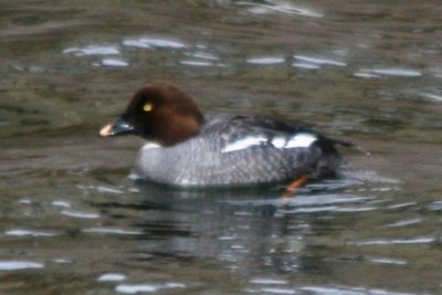 Common Goldeneye (female)
