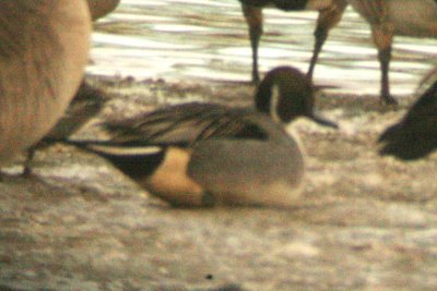 Northern Pintail (male, alternate)