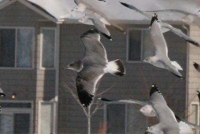 California Gulls