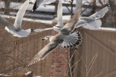 GBBG 1cy flight 12262009 Boulder CO NK 1.jpg