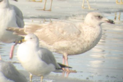 mystery gull 2cy digiscope 12262009 Boulder CO NK 1032.jpg