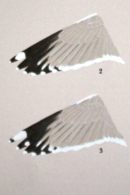 Vega wing tip patterns (copyright K. Malling Olsen & H. Larrson 2004; p. 28)