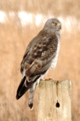 Northern Harrier (adult male)