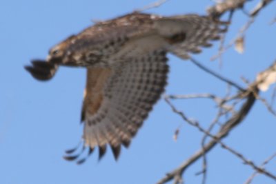 Red-shouldered Hawk, Windsor, Colorado (USA), January 2010