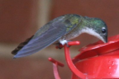 Azure-crowned Hummingbird 01102010 Sacatepeq GT NK 51.jpg