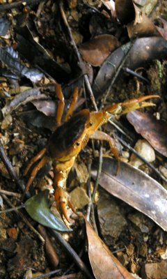 forest crab
