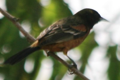 Orchard Oriole (2nd cycle male)