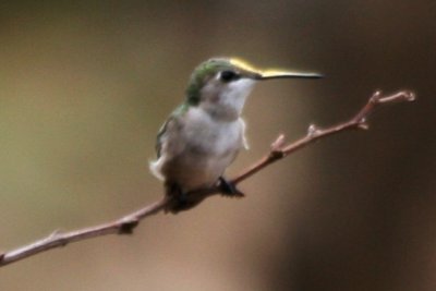 Ruby-throated Hummingbird