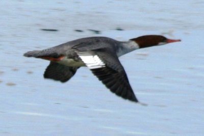 Common Merganser (adult female)