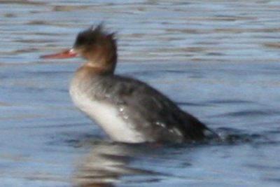 Red-breasted Merganser (female)