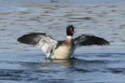 Red-breasted Merganser (male)
