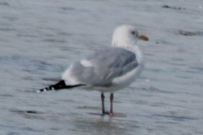 Mystery Gull Q - possible Vega Gull