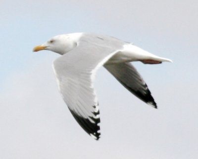 American Herring Gull adult