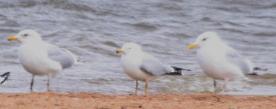 Thayer's/Kumlien's Gull (left) with adult Ring-billed and Thayer's Gulls