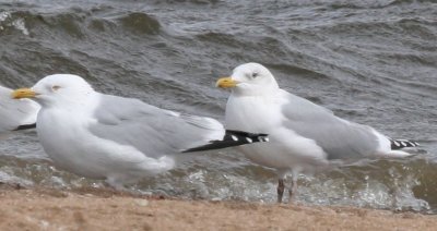 Thayer's/Kumlien's Gull with adult American Herring Gull