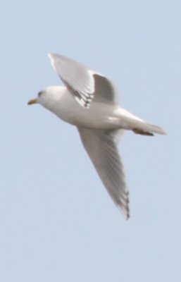 Thayer's/Kumlien's Gull