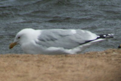 Possible Vega Herring Gull adult