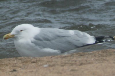 Possible Vega Herring Gull adult