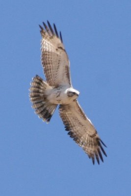 Red-tailed Hawk (Harlan's light phase, in flight)