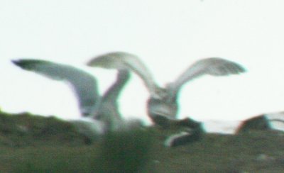 Mystery Gull 04062010 Weld CO NK 4.JPG