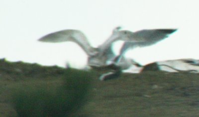 Mystery Gull 04062010 Weld CO NK 5.JPG