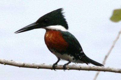 Green Kingfisher (male)