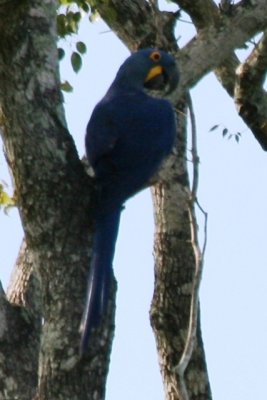 Hyacynth Macaw